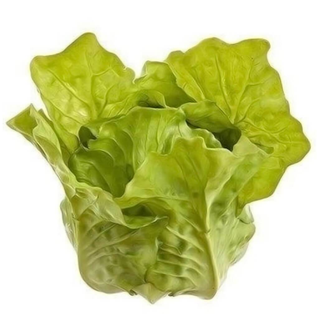 Lettuce Green 4.7in H X 3.5in W X4.3in L