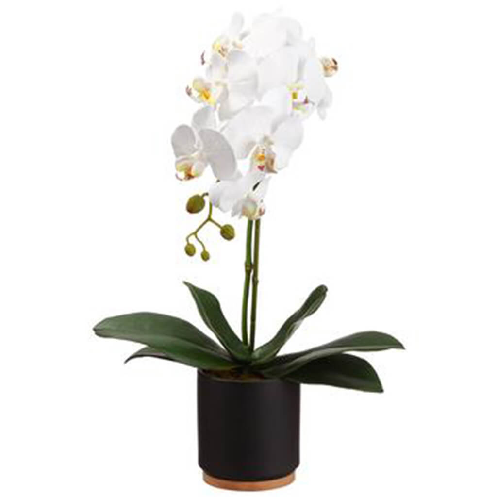 Phalaenopsis Orchid Plant in Ceramic Pot White 20in