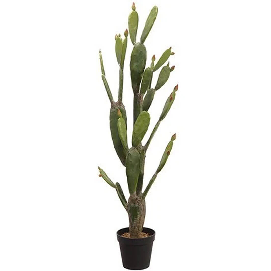 Bunny Ear Cactus in Plastic Pot Green 57in