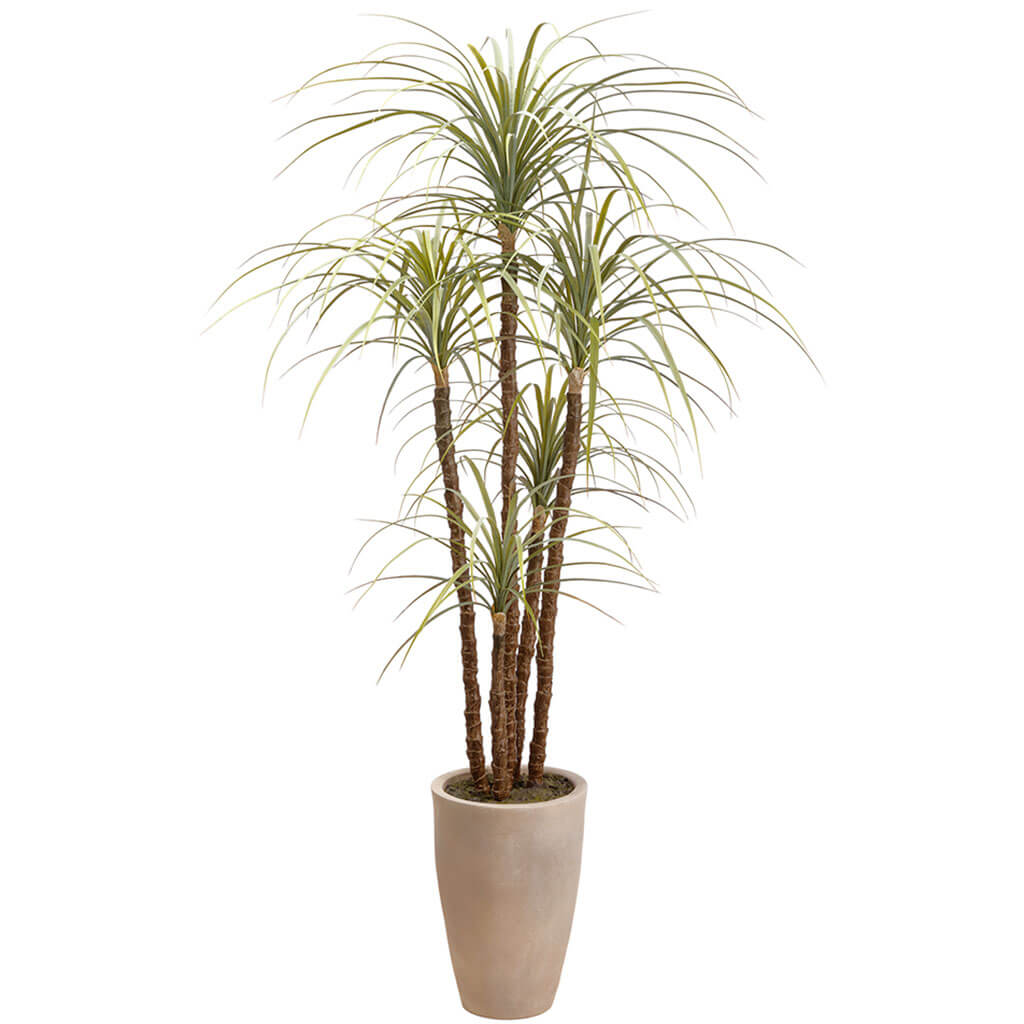 Dracaena Tree in Mgo Pot Green 70in