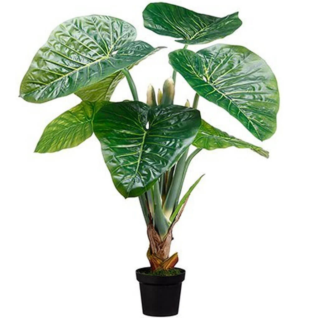 Taro Plant in Pot knock-down Packing Green 48in