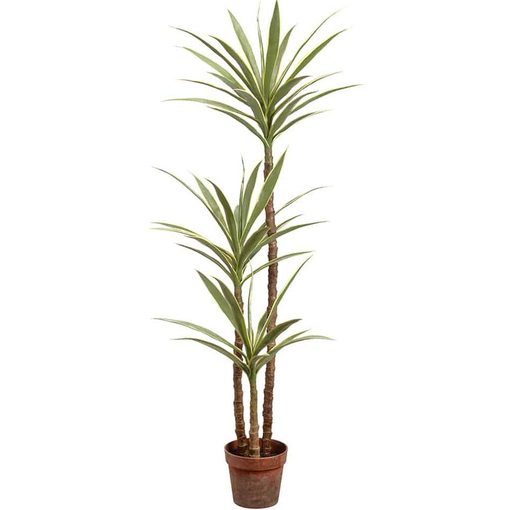 Yucca Tree in Plastic Nursery Pot Variegated 59in