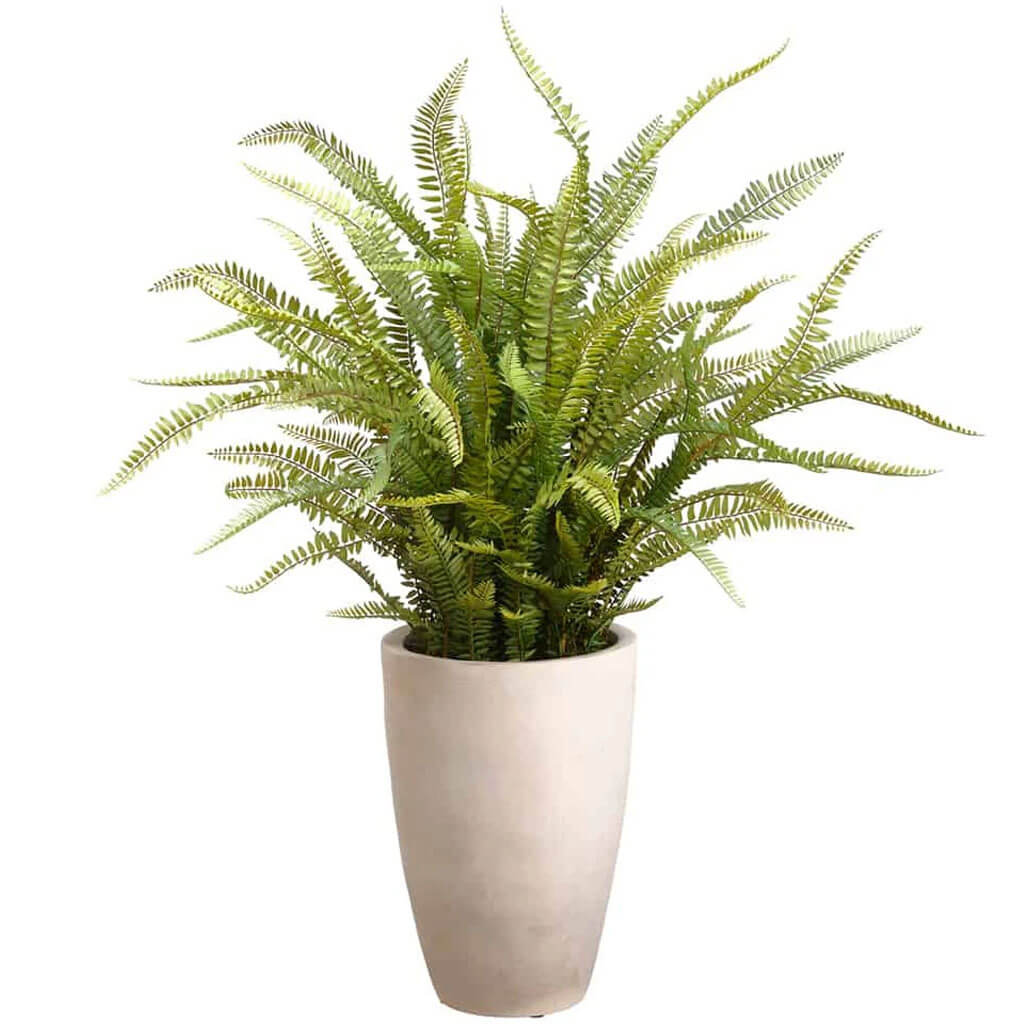 Sword Fern in Mgo Pot Green 46in
