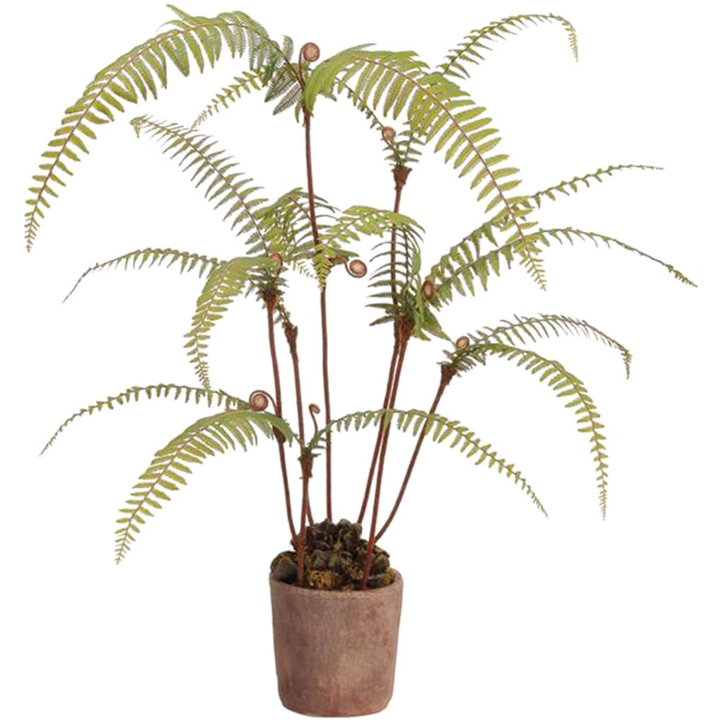 Dicranopteris Fern Plant in Clay Pot Green 39in