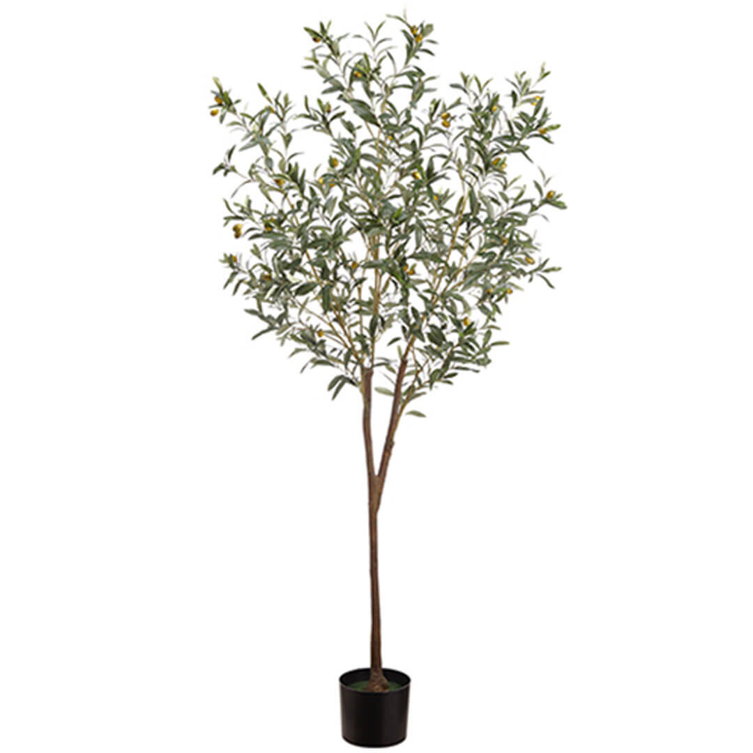 Olive Tree in Pot  Green Gray, 6ft