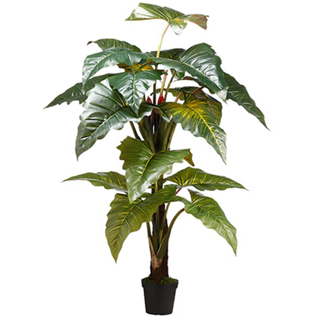 Philodendron Red Prince x2 in Pot knock-down Packing Green 78in