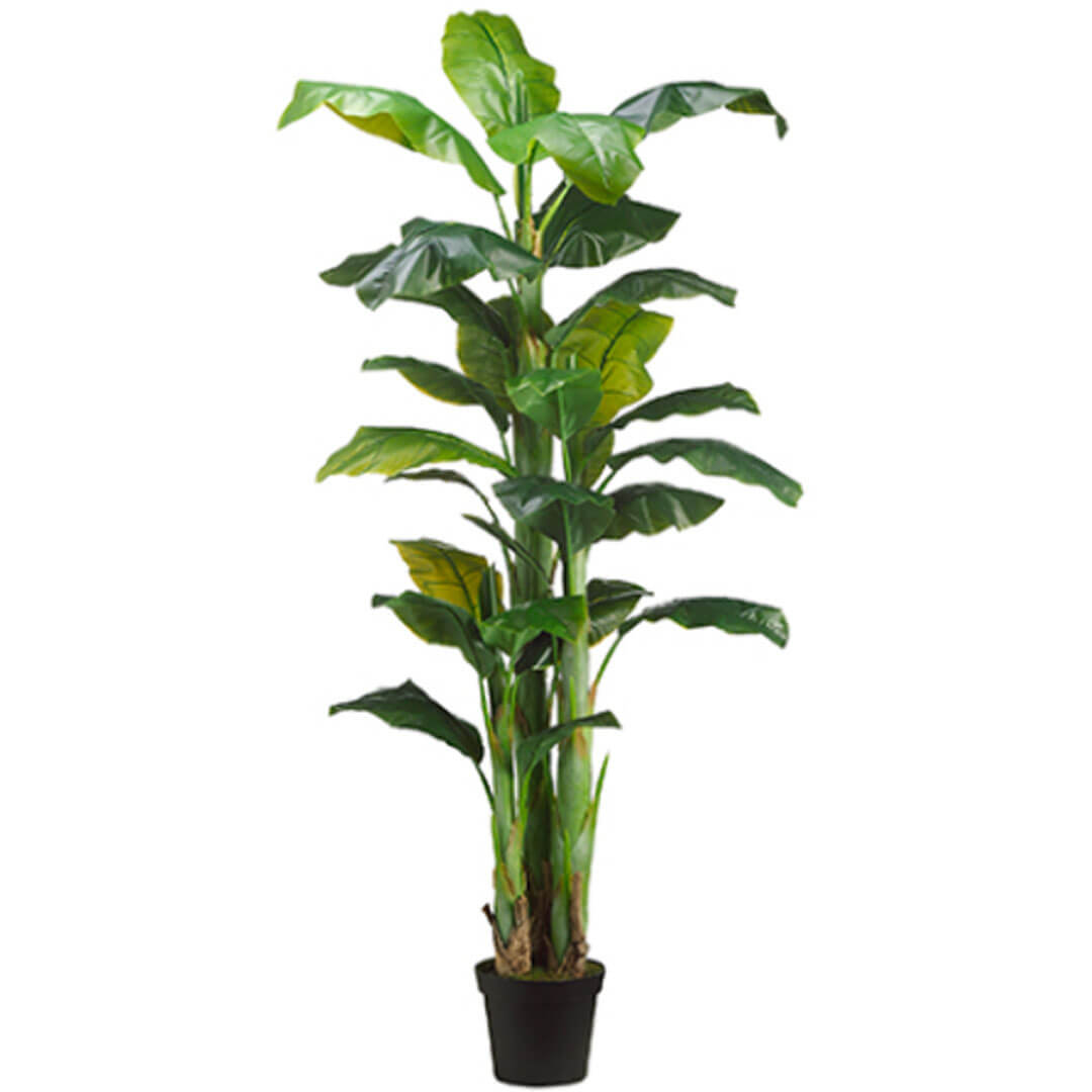 Banana Tree x3 in Pot Green 7.5ft