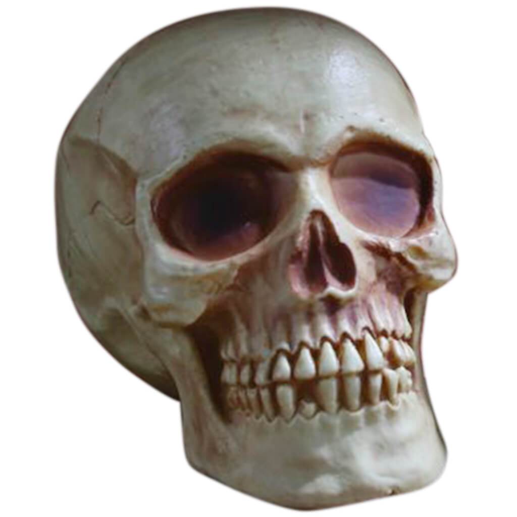 Skull Natural Brown 8in