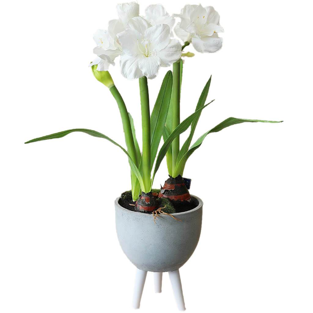 Amaryllis with Bulb in Cement Planter with Wood Stand White 33in