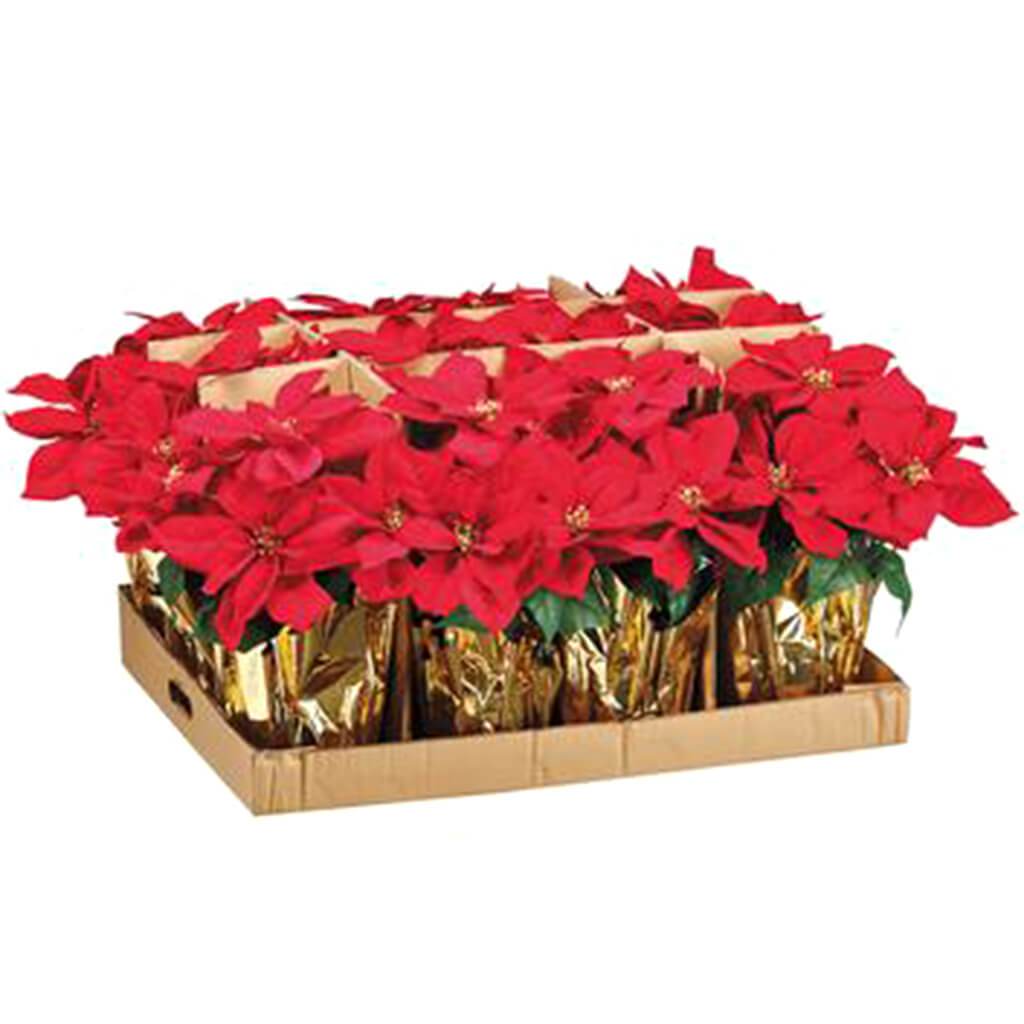 Poinsettia Bush in Pot with Gold Wrapped Paper 15.5in