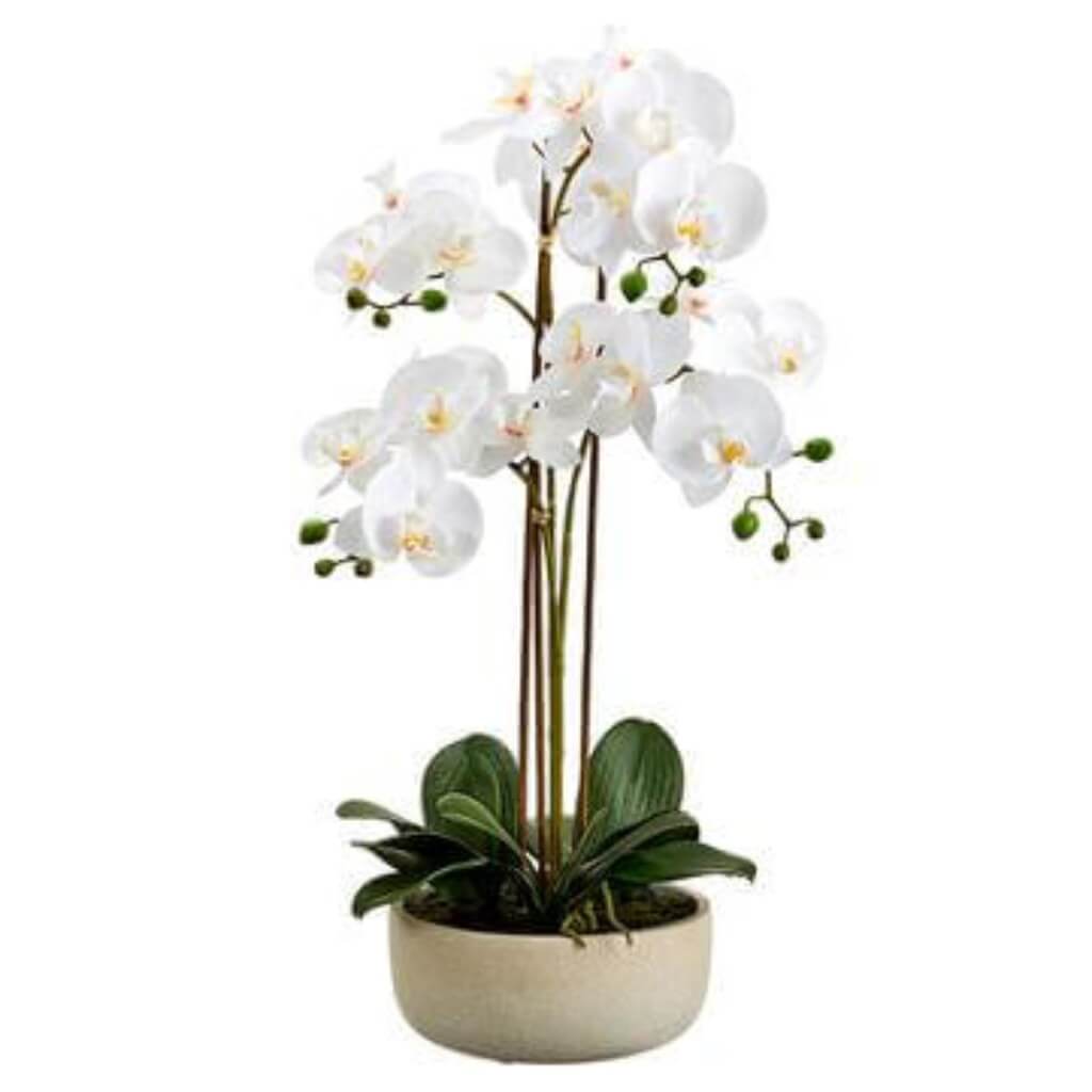 Phalaenopsis Orchid Plant in Cement Pot White 25in