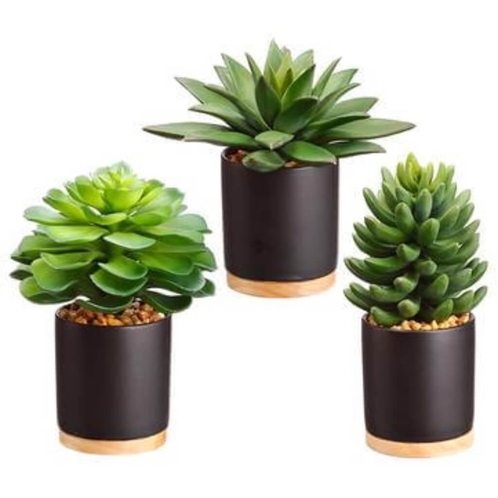 Echeveria/Aeonium in Ceramic Pot Set of 3 6.5in x 8in