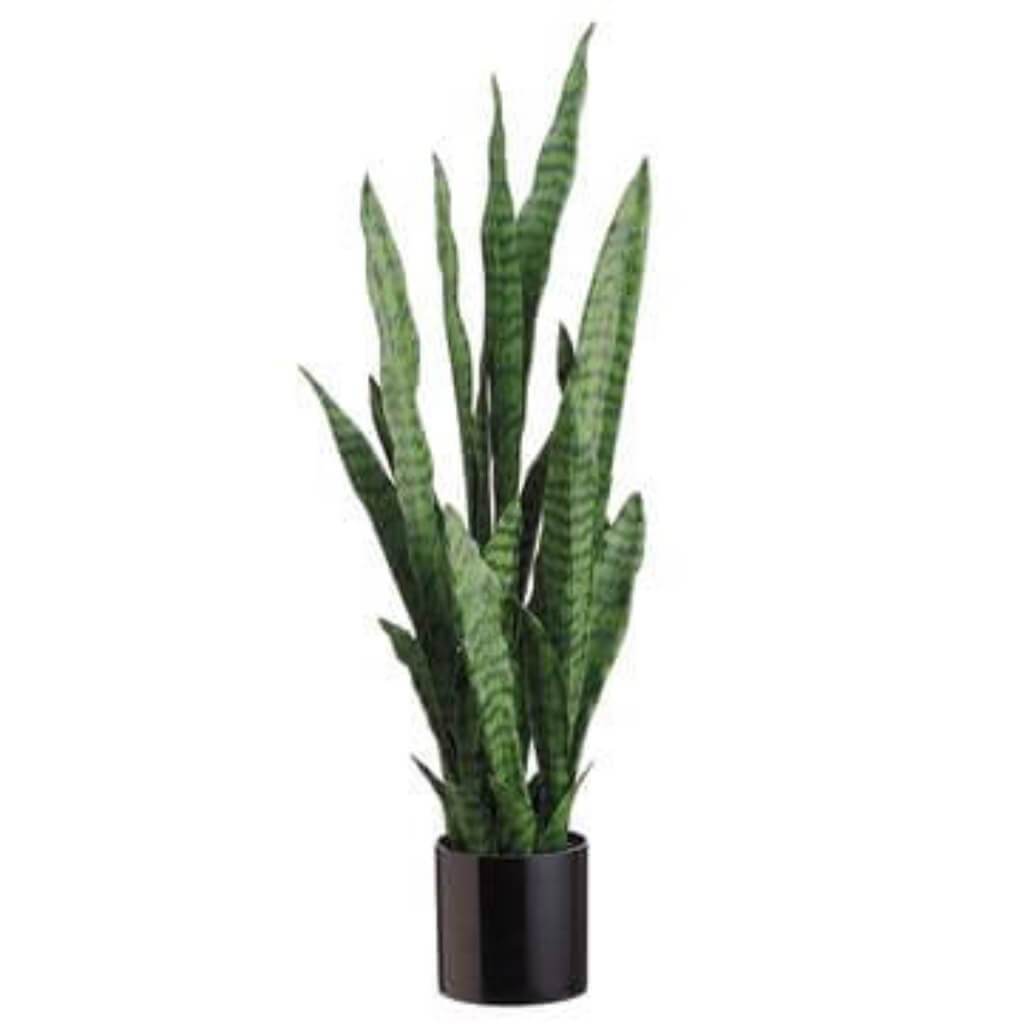 Sansevieria in Black Pot Green Two Tone 36in