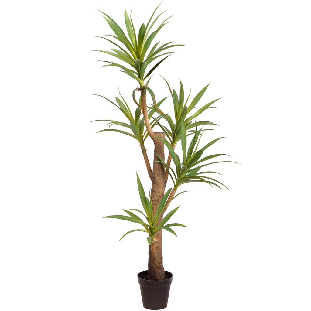 Yucca Tree in Plastic Nursery Pot Green 78in