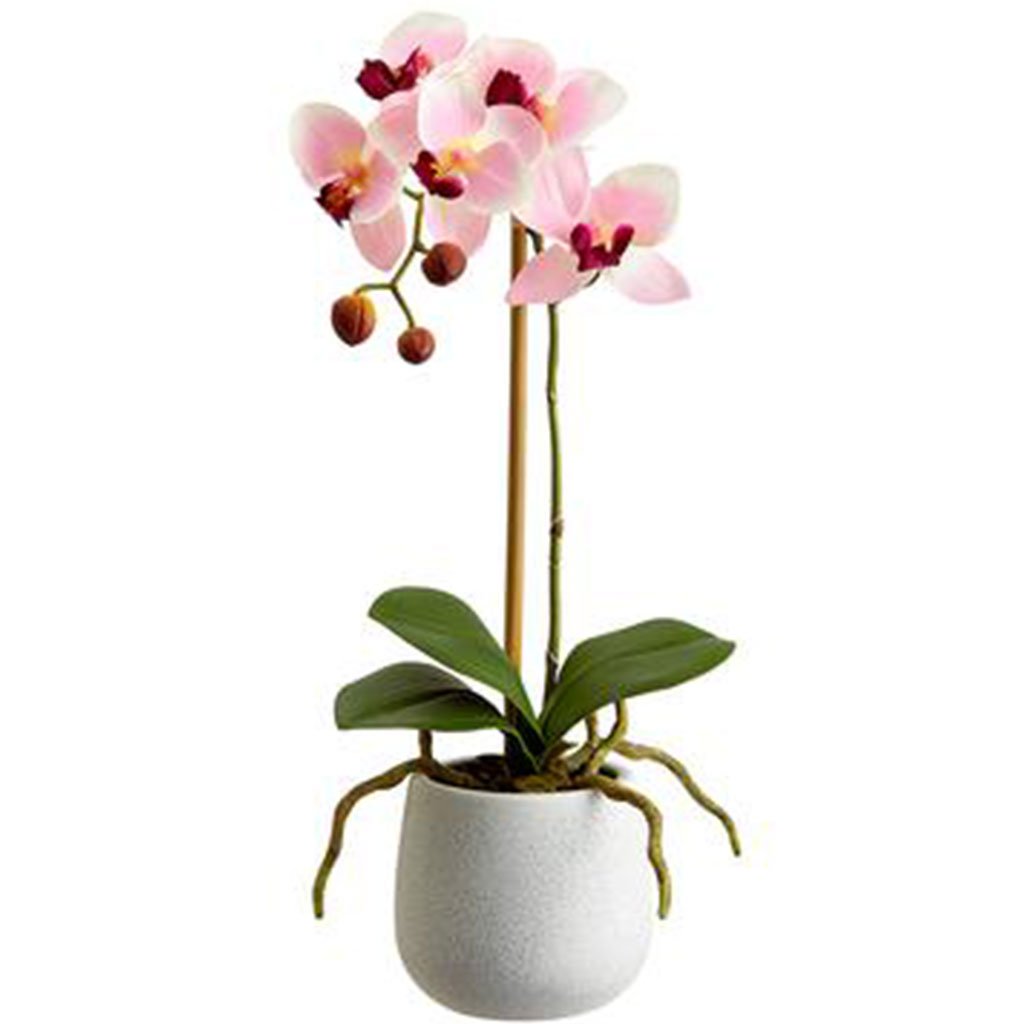 Phalaenopsis Orchid Plant in Ceramic Pot Pink Burgundy, 15in