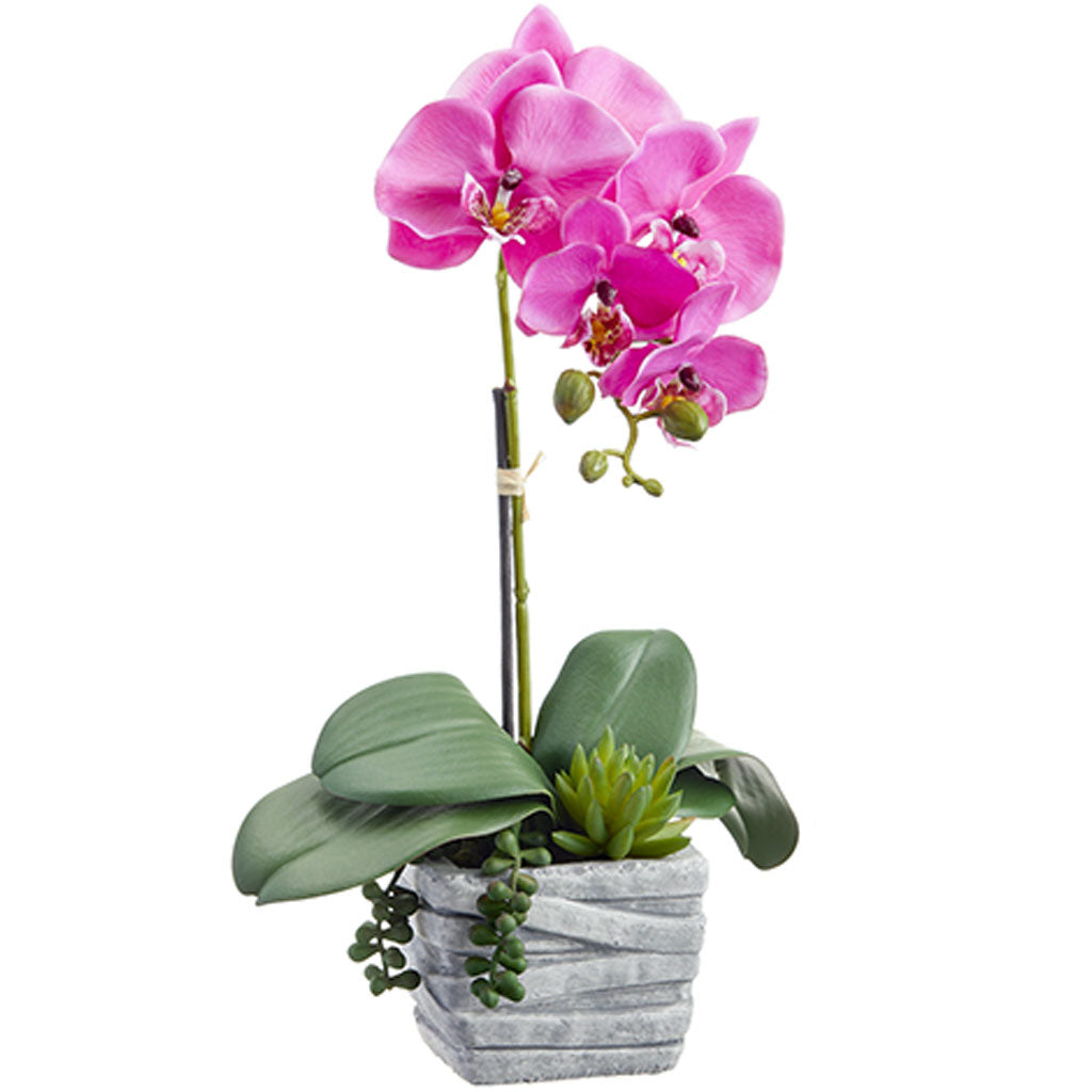 Phalaenopsis Orchid Plant/Succulent in Cement Pot Orchid 16in