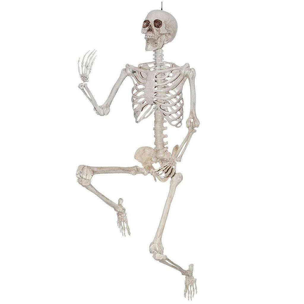 Posable Skeleton, 5ft