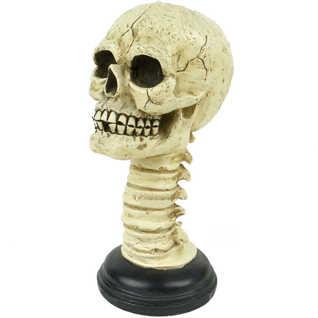 White Skull with Spine 9.5in