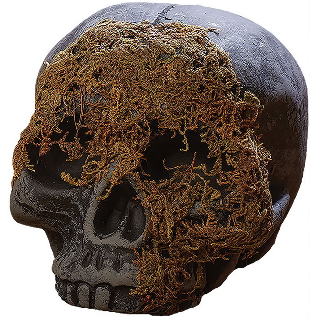 Moss Covered Skull Jaw