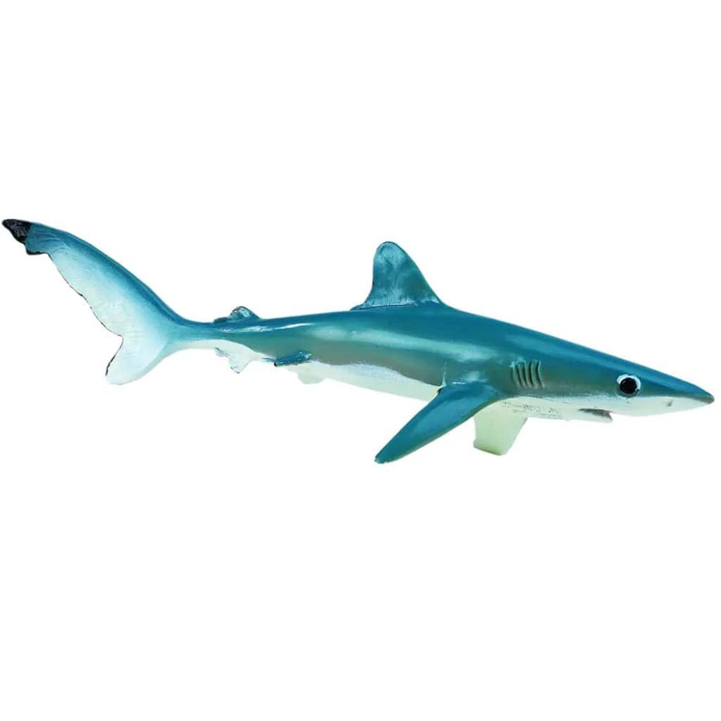 Blue Shark 