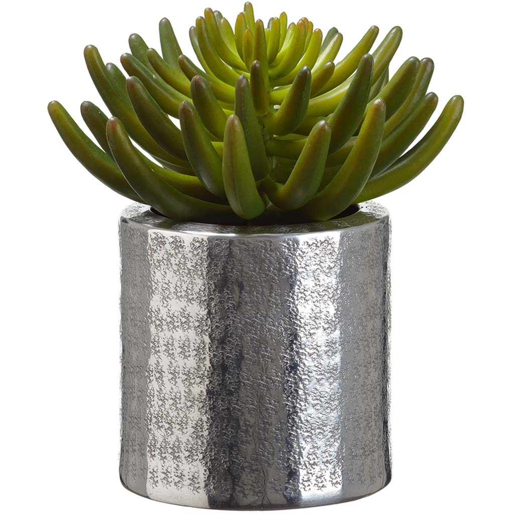 Aeonium in Aluminum Pot Green, 9in H x 7in W x 7.5in