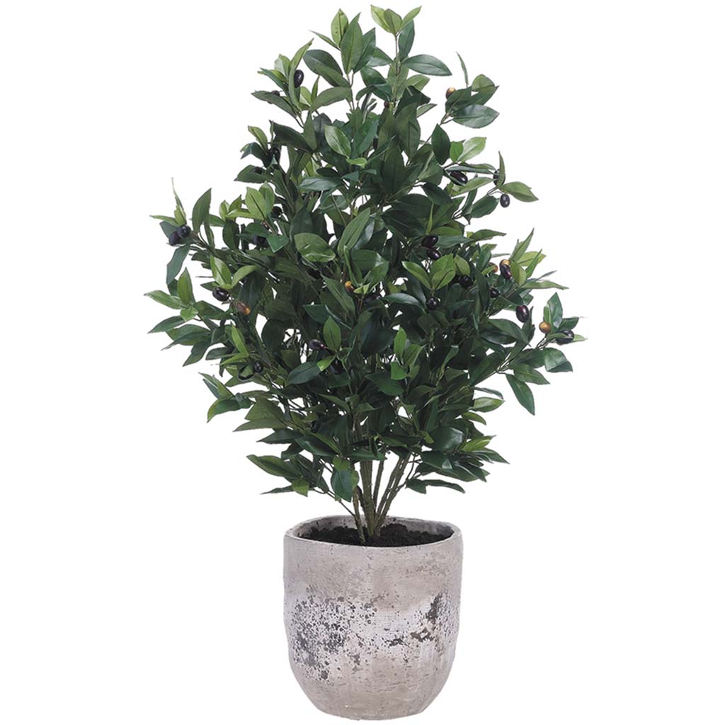 Olive Tree in Cement Planter, 45in H x 22in W x 26in L