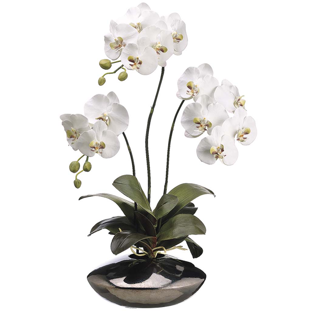 Phalaenopsis Orchid Plant in Ceramic Pot White, 31in