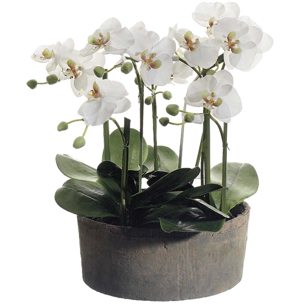 Phalaenopsis Orchid Plant in Clay Pot Cream Green, 19in