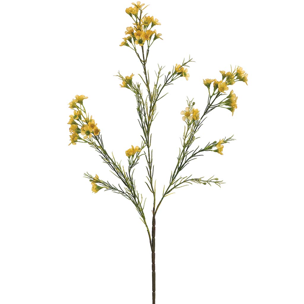 Waxflower Spray x3 with 72 Flowers and 36 Buds Yellow, 27in