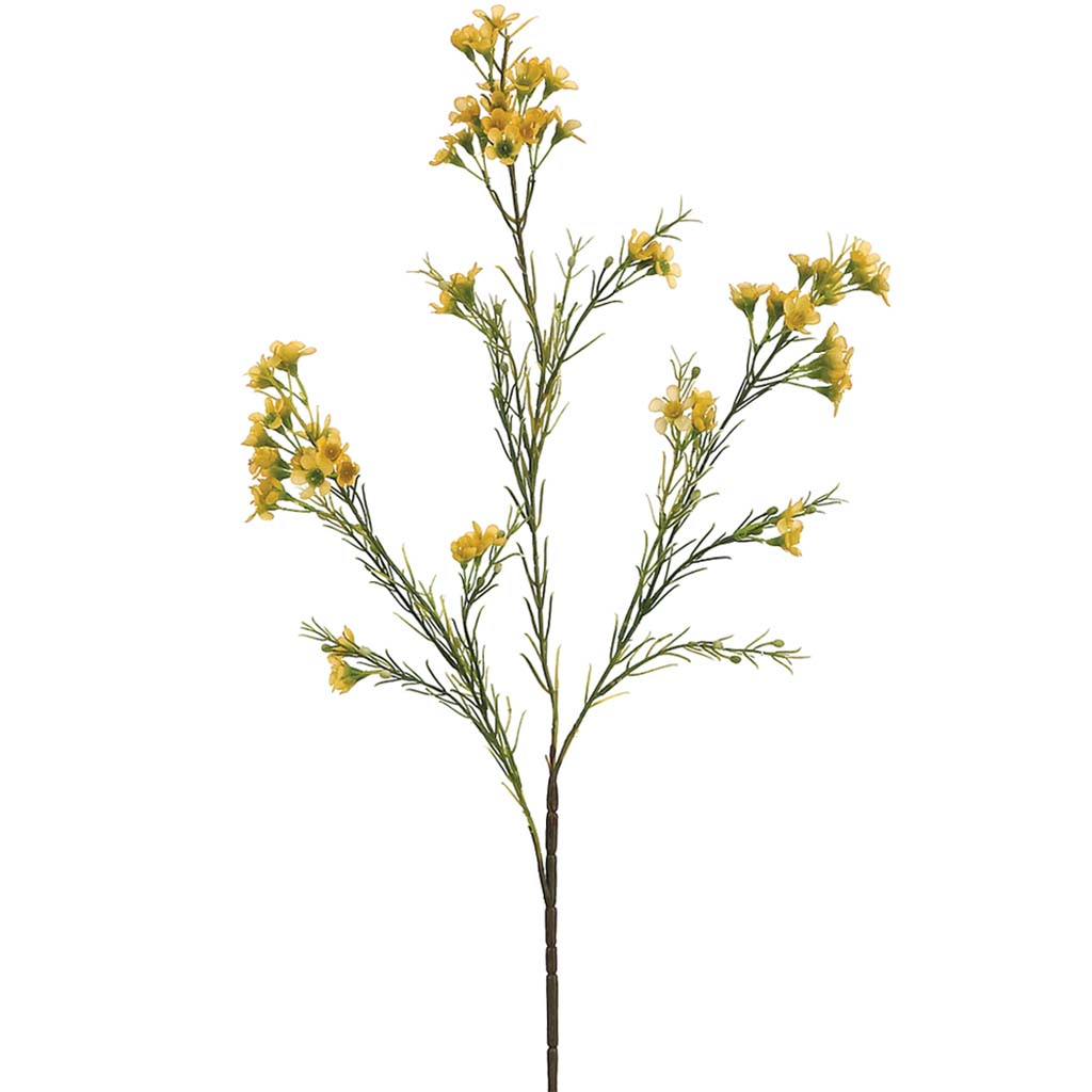 Waxflower Spray x3 with 72 Flowers and 36 Buds 27in Yellow
