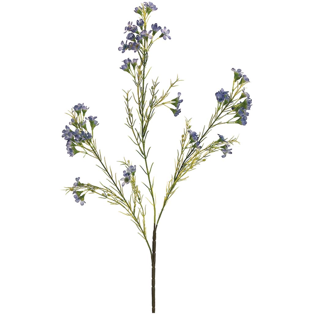 Waxflower Spray x3 With 72 Flowers And 36 Buds Blue, 27in