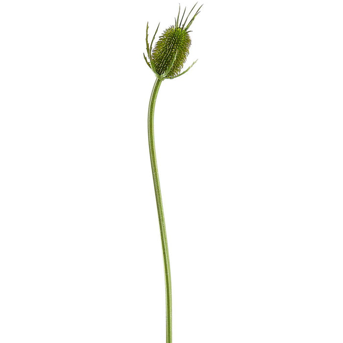 Wild Teasel Spray 29.75in Green