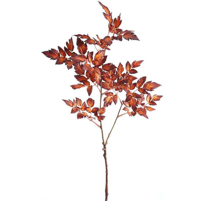 Cimicifuga Ramosa Leaf Spray Rust, 28.5in