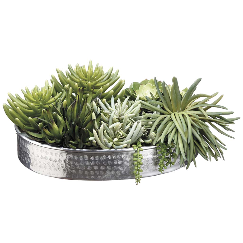 Succulence in Aluminum Plate Green, 9in H X 15in W x 22in L