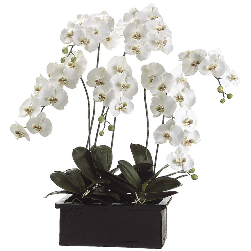 Phalaenopsis Orchid Plant in Terra Cotta Pot White Green, 42in