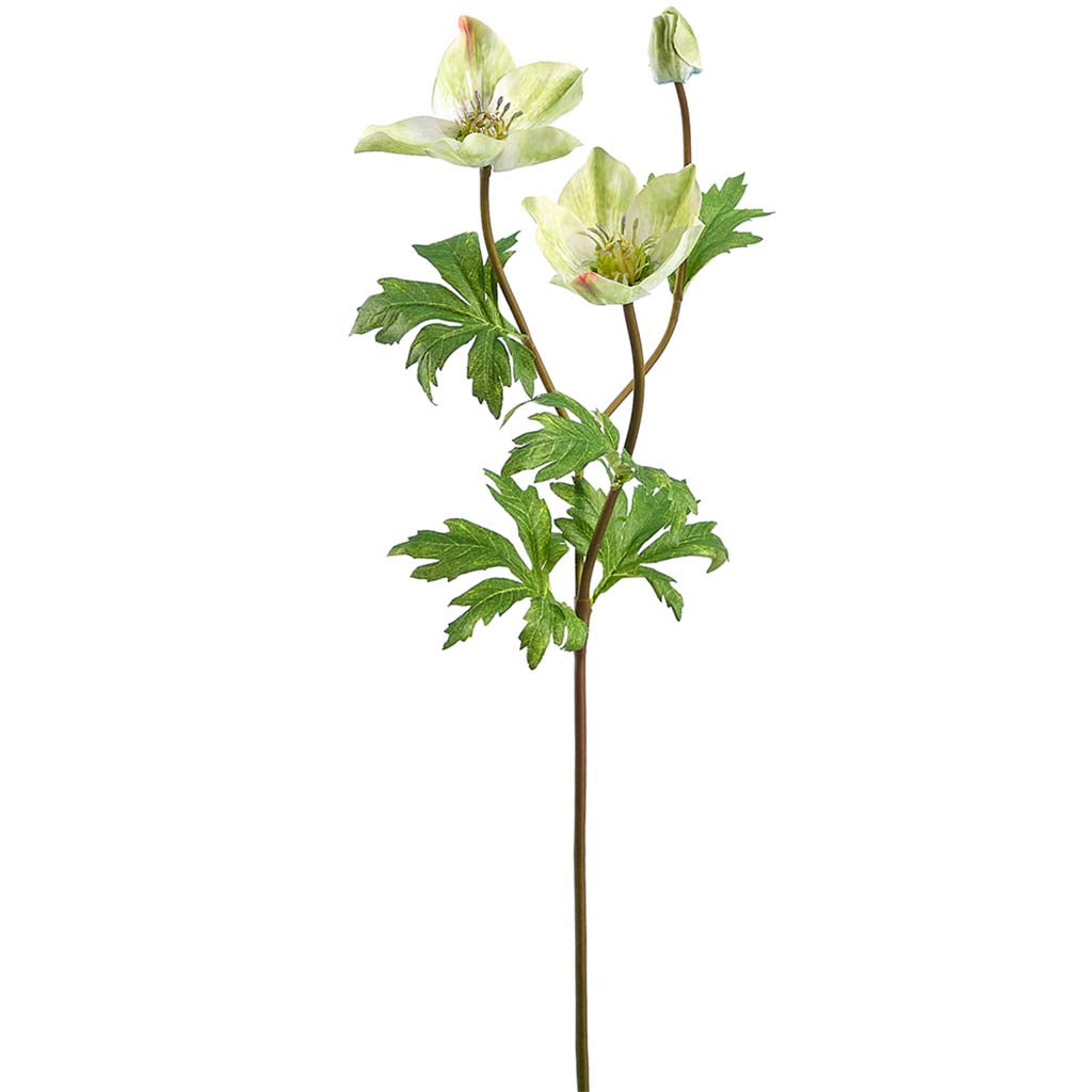 Helleborus Spray Green, 23in