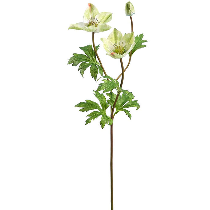Helleborus Spray 23in Green