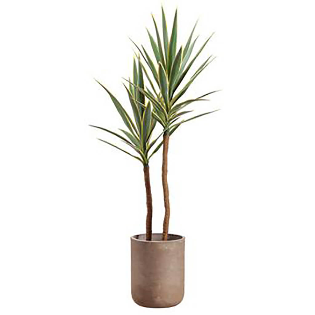 Yucca Tree in Cement Pot Green, 56in