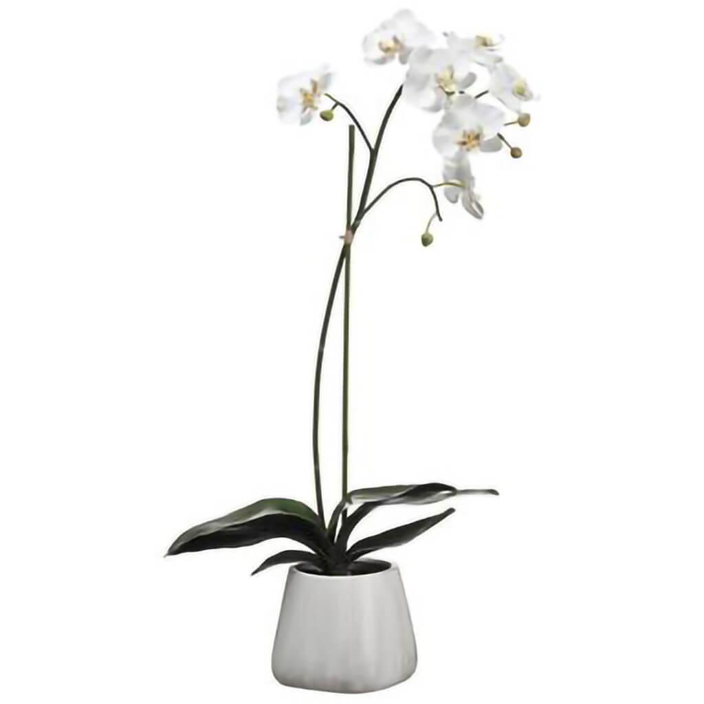 Phalaenopsis Plant in Terra Cotta Pot White, 30in