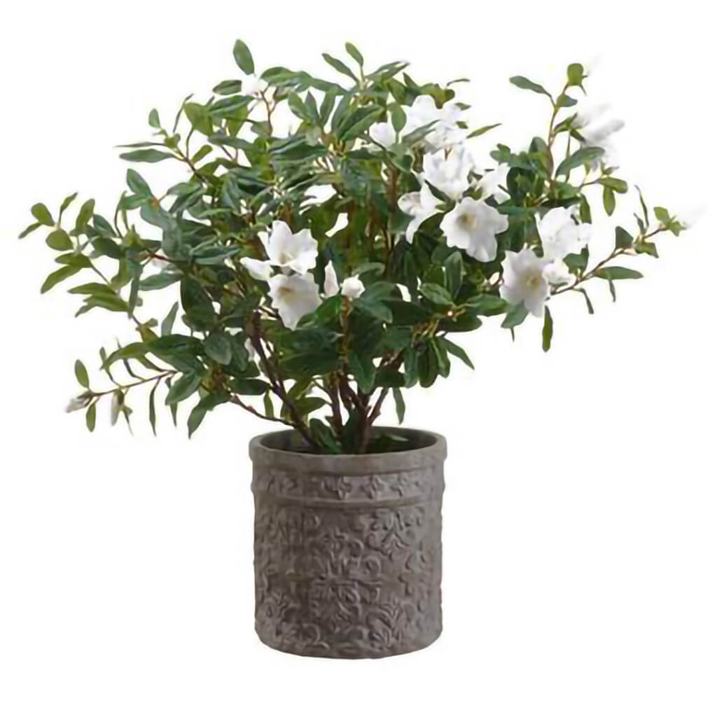 Azalea In Planter, 27in H x 21in W x 29in L