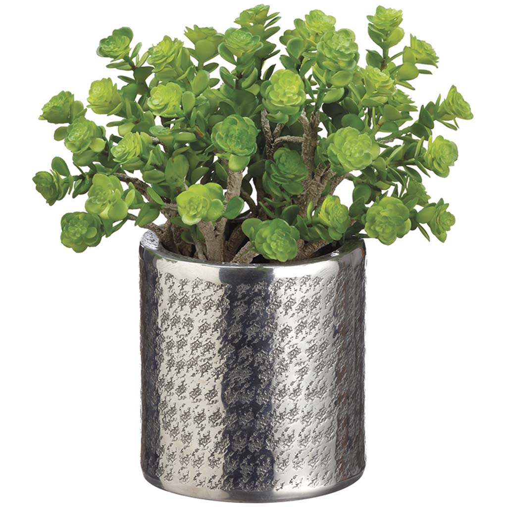Sedum in Round Aluminum Planter, 10in H x 8in W x 8in L