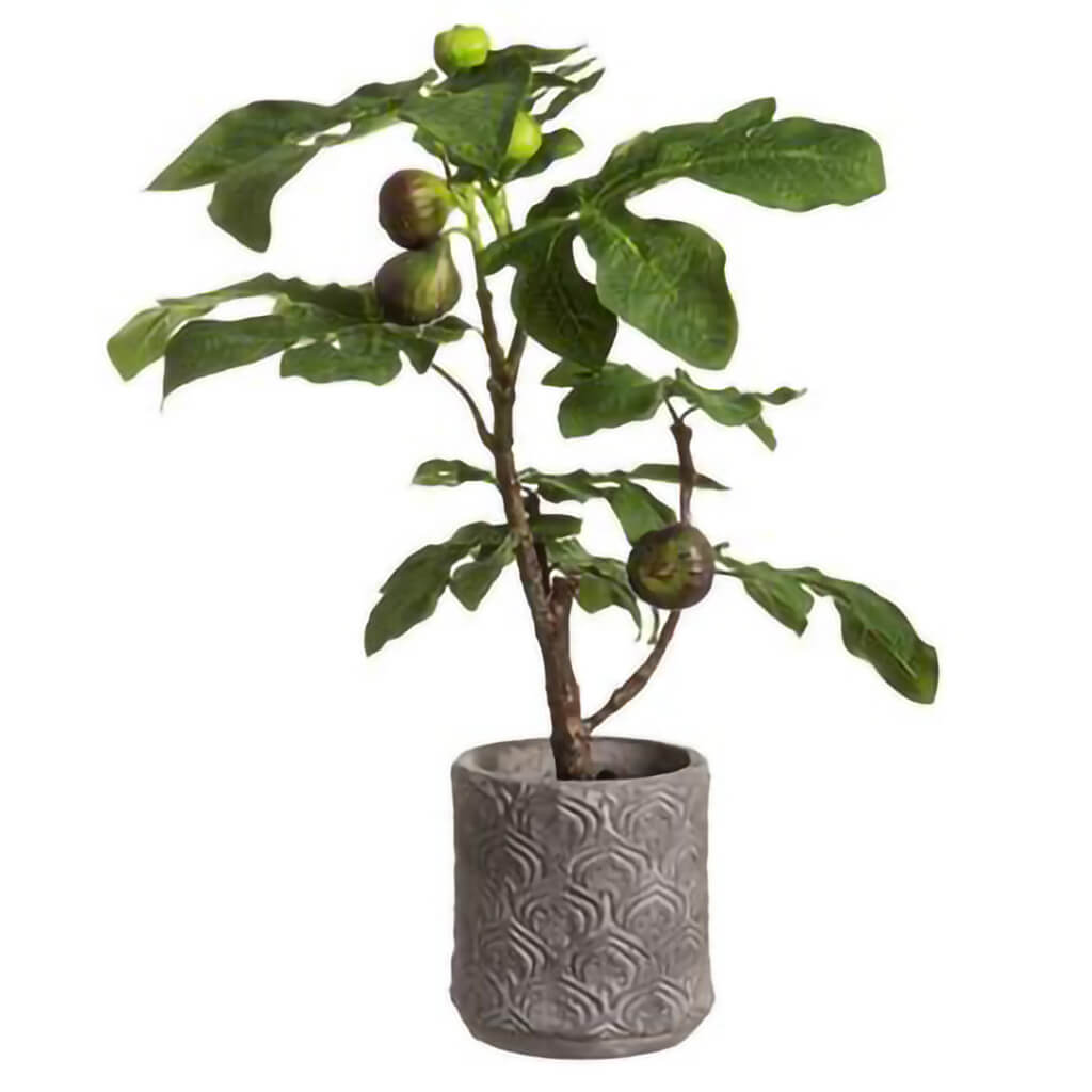 Fig Tree in Cotta Planter, 25in H x 18in W x 15in L