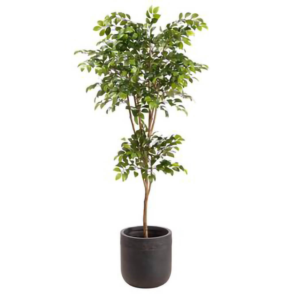 Sakaki Tree in Clay Planter 6.5ft