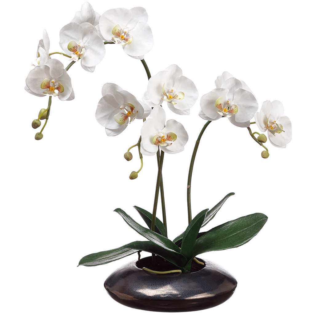 Phalaenopsis Orchid Plant in Ceramic Pot White Green, 22in