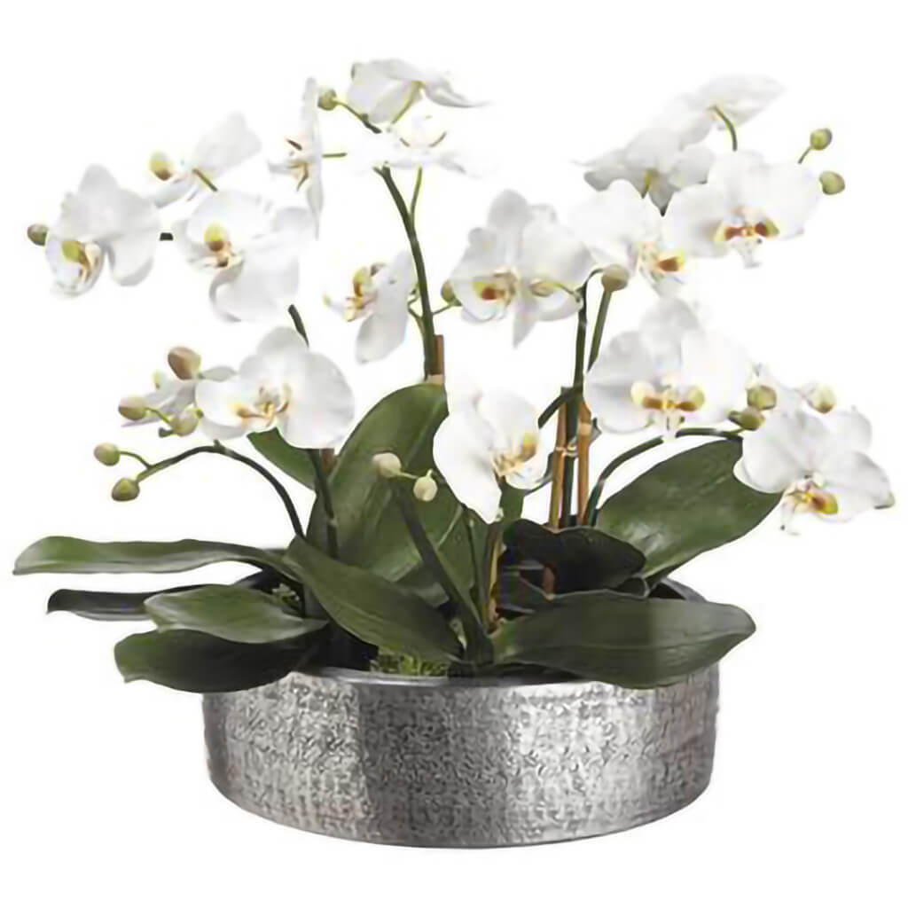 Phalaenopsis in Aluminum Planter White, 16in H x 17in W x 19in L