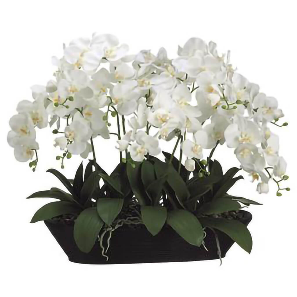 White Phalaenopsis Orchid in Oval Container Cream, 27in H x 20in W x 30in L