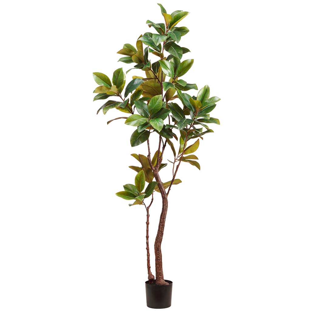 Magnolia Tree in Plastic Pot Green 82.68in