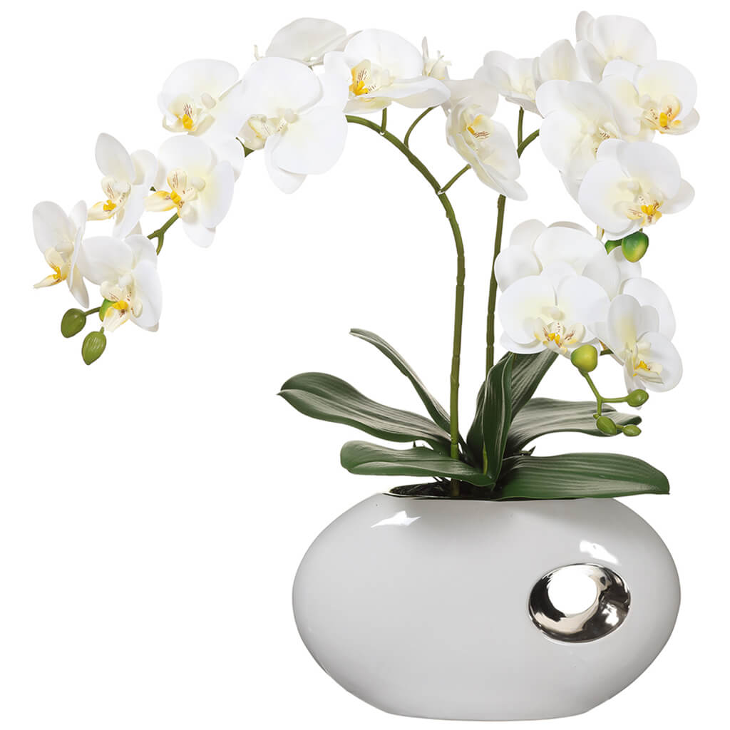 Phalaenopsis Orchid Plant In Ceramic Pot White, 20in