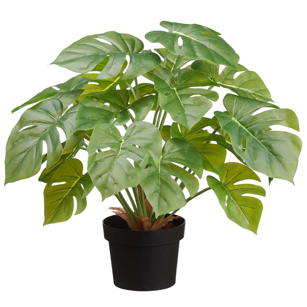 Monstera Plant in Plastic Pot Green, 18.75in