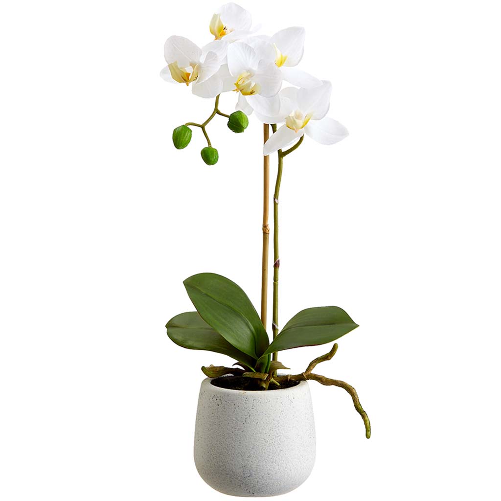 Orchid Plant in Ceramic Pot White, 15in